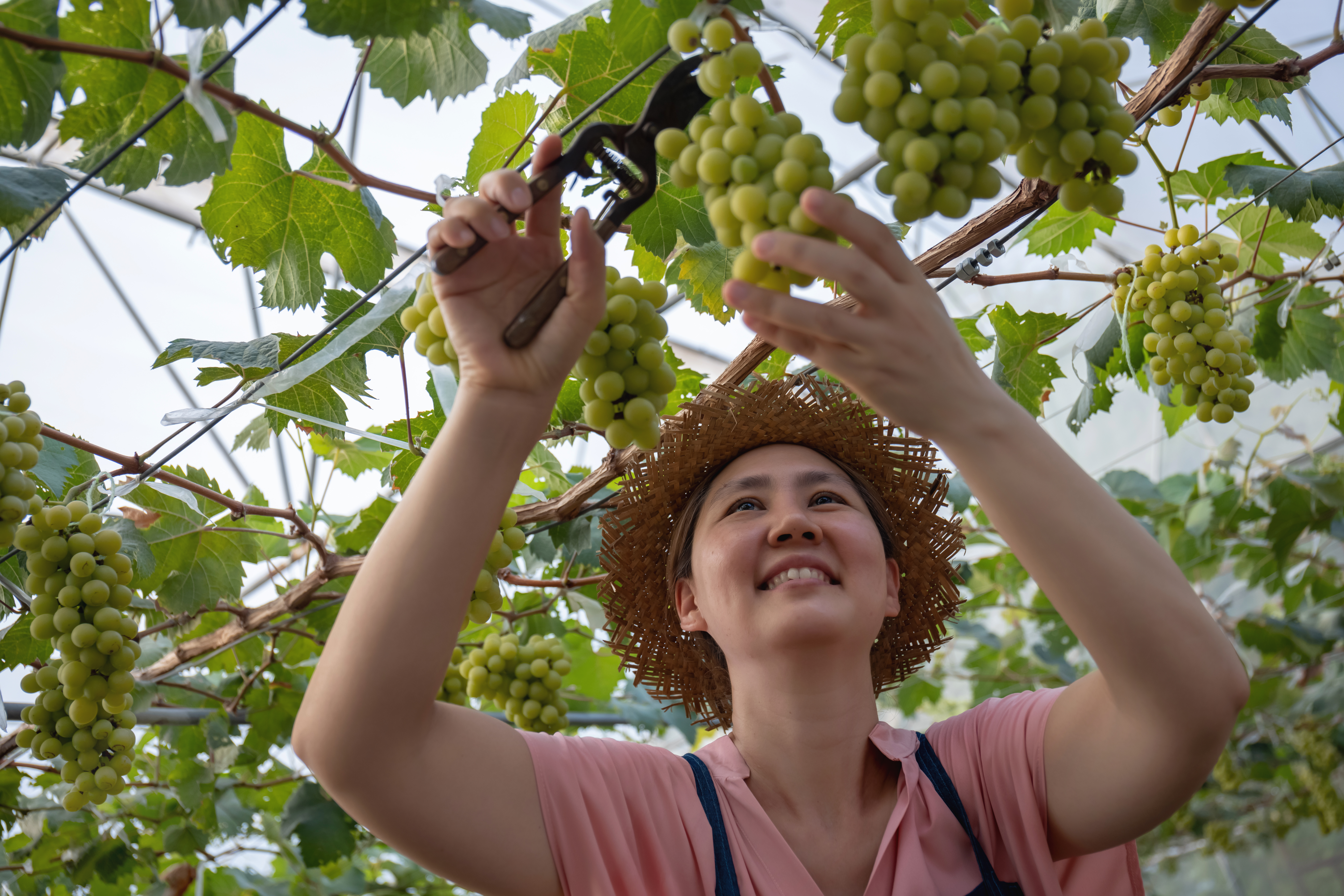 Woman harvesting grapes